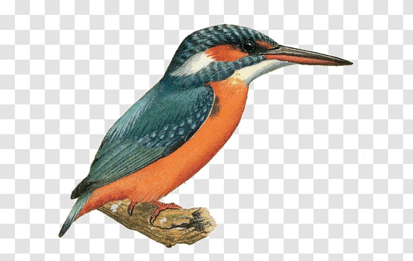 Bird Logo - Piciformes - Beak Transparent PNG