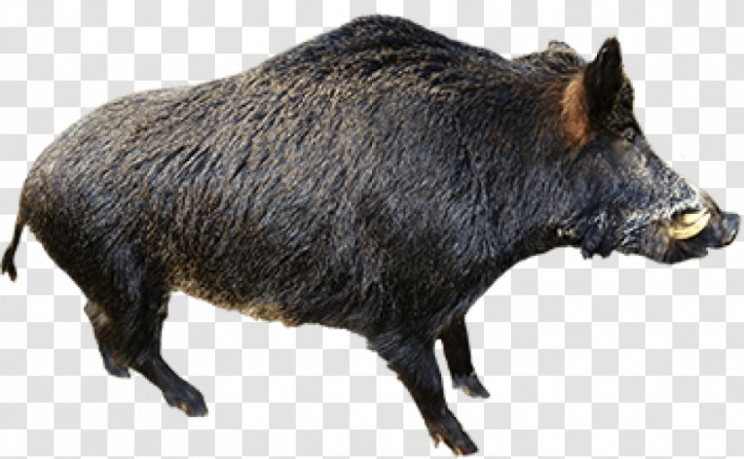 Wild Boar Suidae Clip Art - Mammal - Swine Transparent PNG