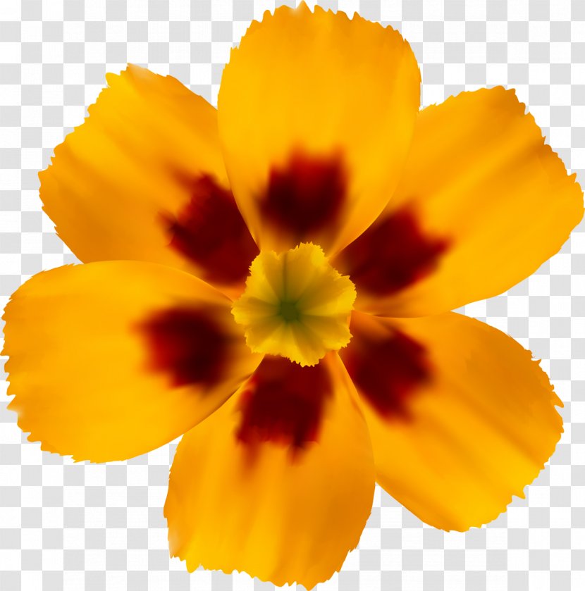 Flowering Plant Pot Marigold Annual Petal - Orange - Flower Transparent PNG