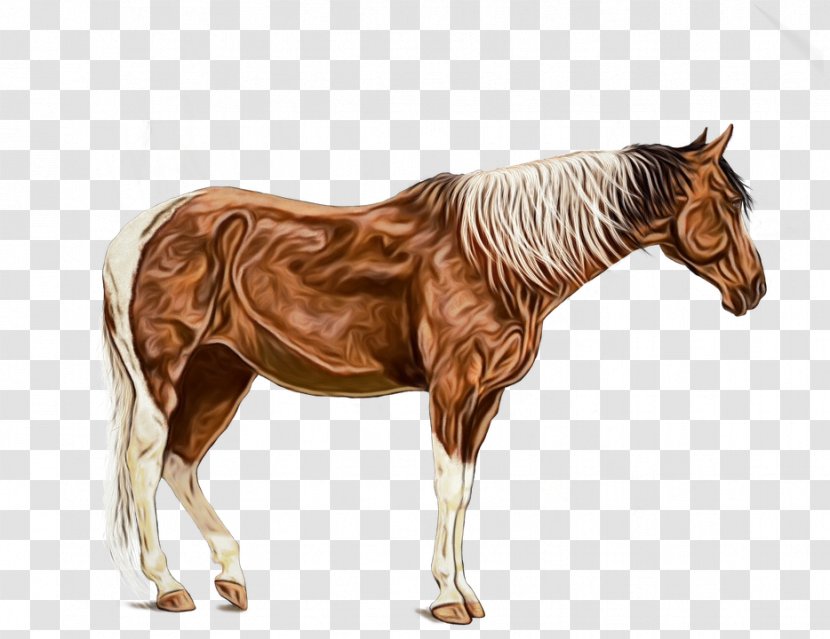 Watercolor Animal - Mule - Wildlife Shetland Pony Transparent PNG