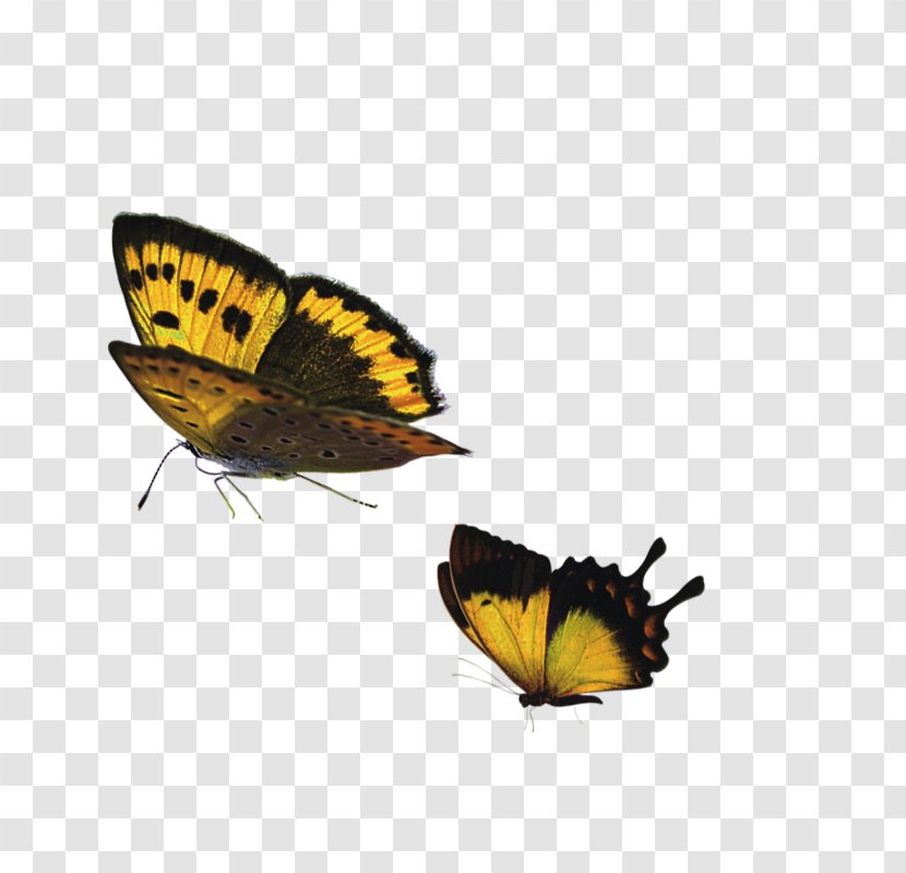 Monarch Butterfly Lycaenidae - Element Transparent PNG