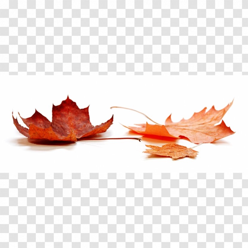 Stock Photography Autumn Leaf Color Royalty-free Transparent PNG