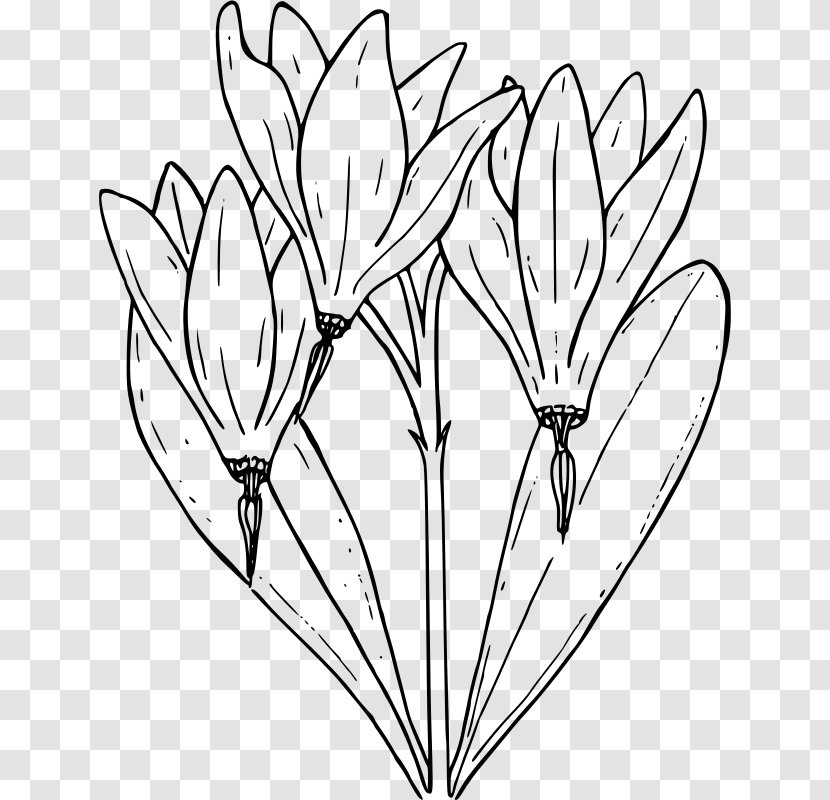 Drawing Flower Clip Art - Petal Transparent PNG