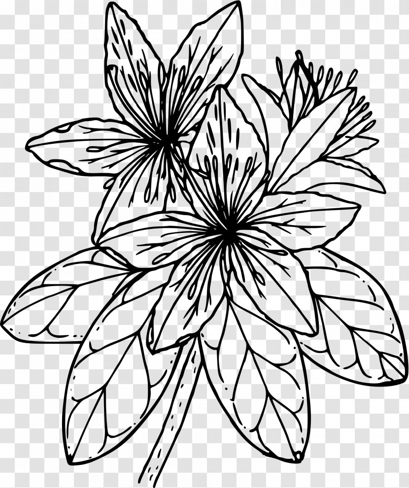 Azalea Drawing Clip Art - Flowering Plant - Flower Transparent PNG
