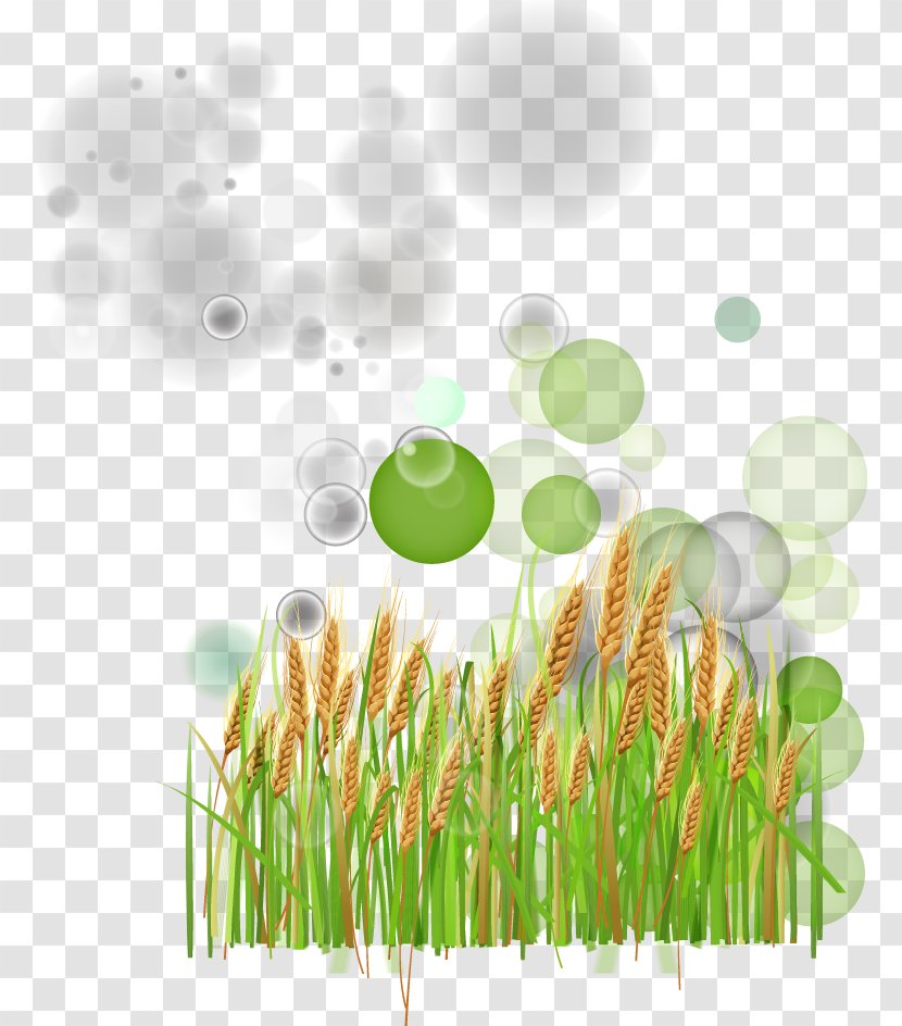 Green Wheat - Gratis Transparent PNG