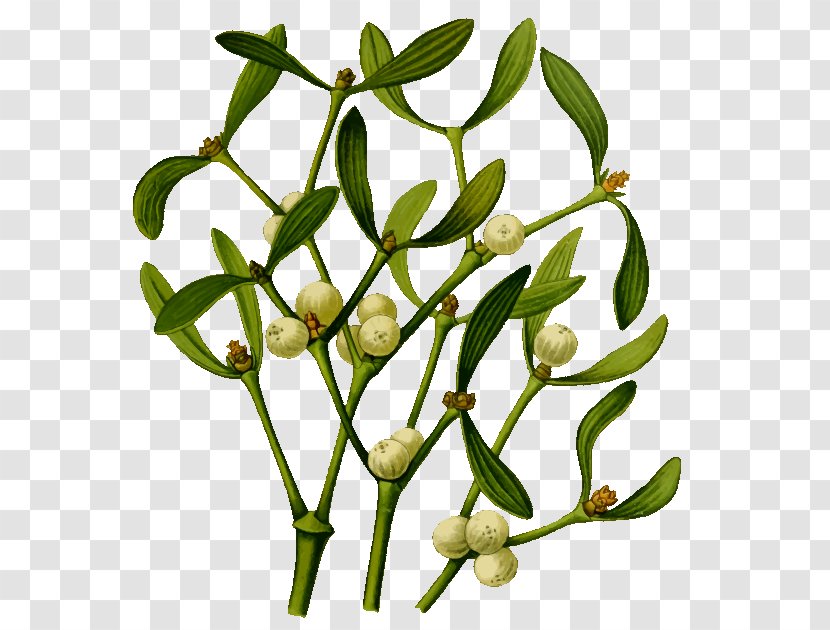 Mistletoe Clip Art - Food Transparent PNG