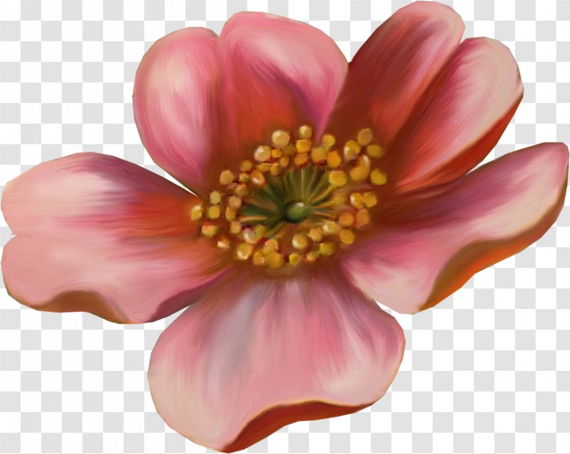 Flower Drawing Photography Clip Art - Hand-painted Floral Decoration Flowers Transparent PNG