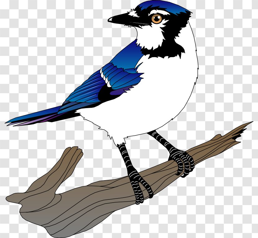 Blue Jay Bird Clip Art - Royaltyfree - Free Vector Transparent PNG