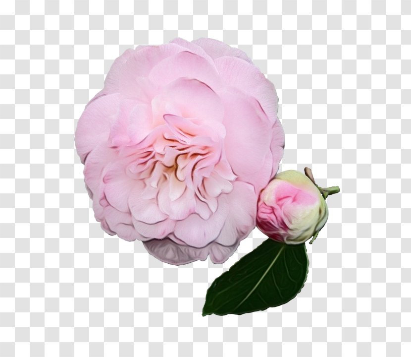 Garden Roses Cabbage Rose Floribunda Peony Cut Flowers - Flower Transparent PNG
