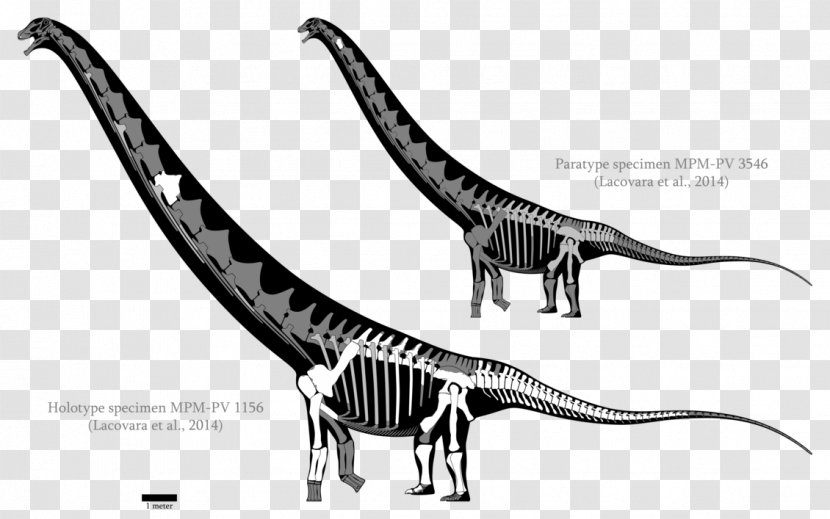 Velociraptor Futalognkosaurus Dreadnoughtus Carcharodontosaurus Mamenchisaurus - Wildlife - Dinosaur Transparent PNG