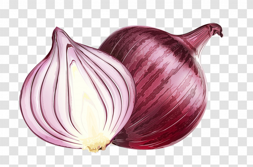 Yellow Onion Garlic Shallot Red Onion Purple Transparent PNG