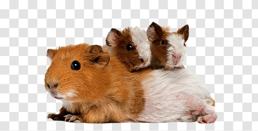 Guinea Pig Mouse Rodent Hamster - Whiskers - Pigs Transparent PNG