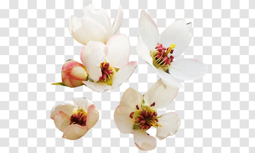 Floral Design Petal Designer Clip Art - Search Engine - Fresh Pear Picture Material Transparent PNG