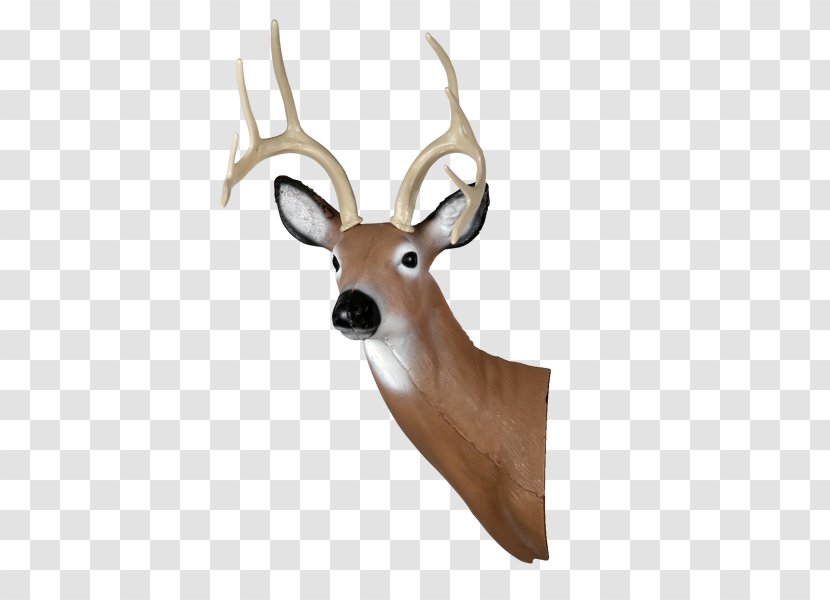 White-tailed Deer Shooting Target Archery Arrow - Bowhunting - Head Transparent PNG