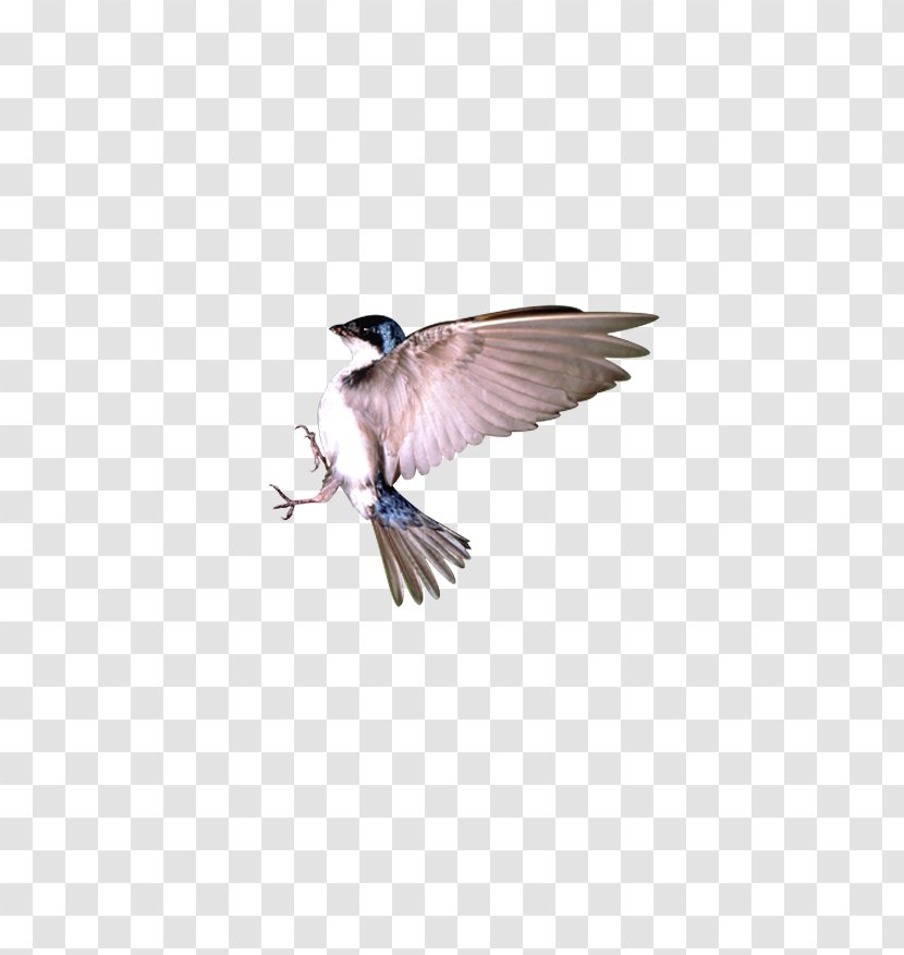 Bird Flight Sparrow - Wing - In Transparent PNG