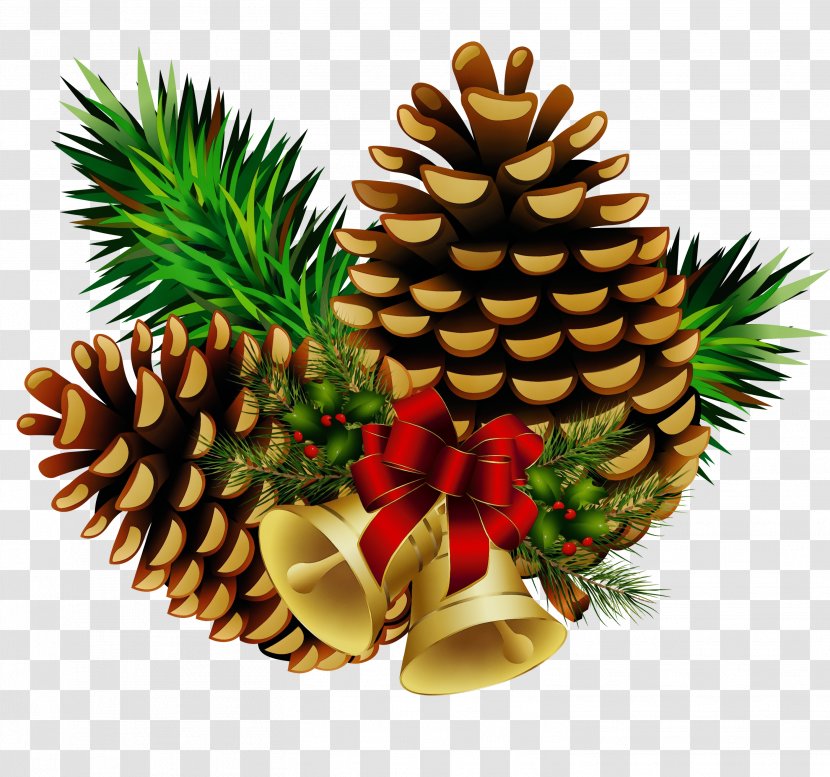 Pineapple - Fir - Conifer Transparent PNG