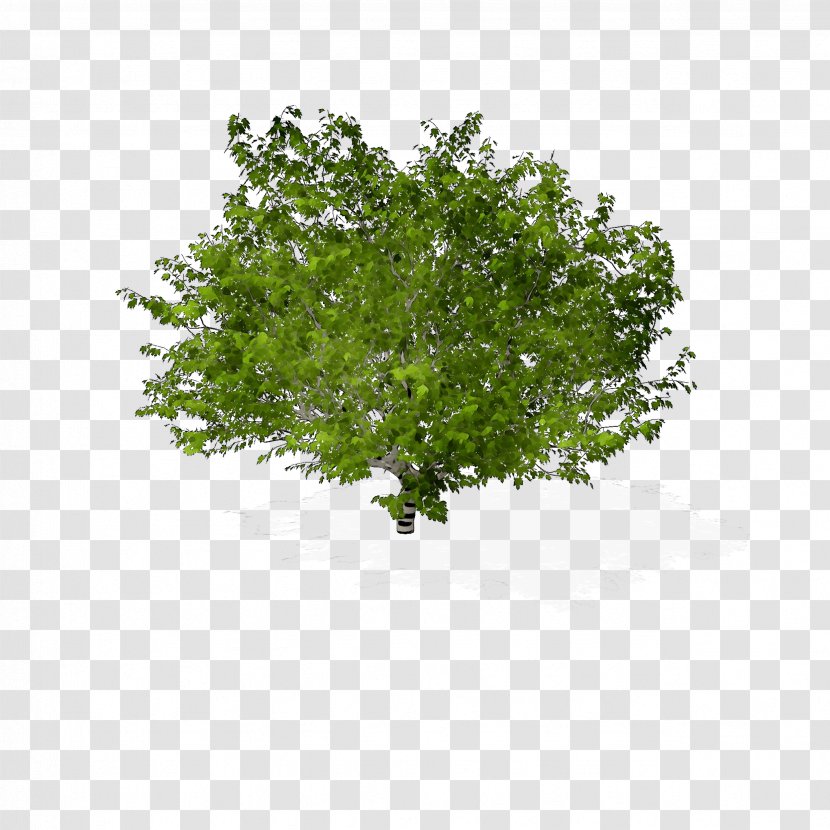 Greens Leaf Shrub Herb Branching - Green - Grass Transparent PNG