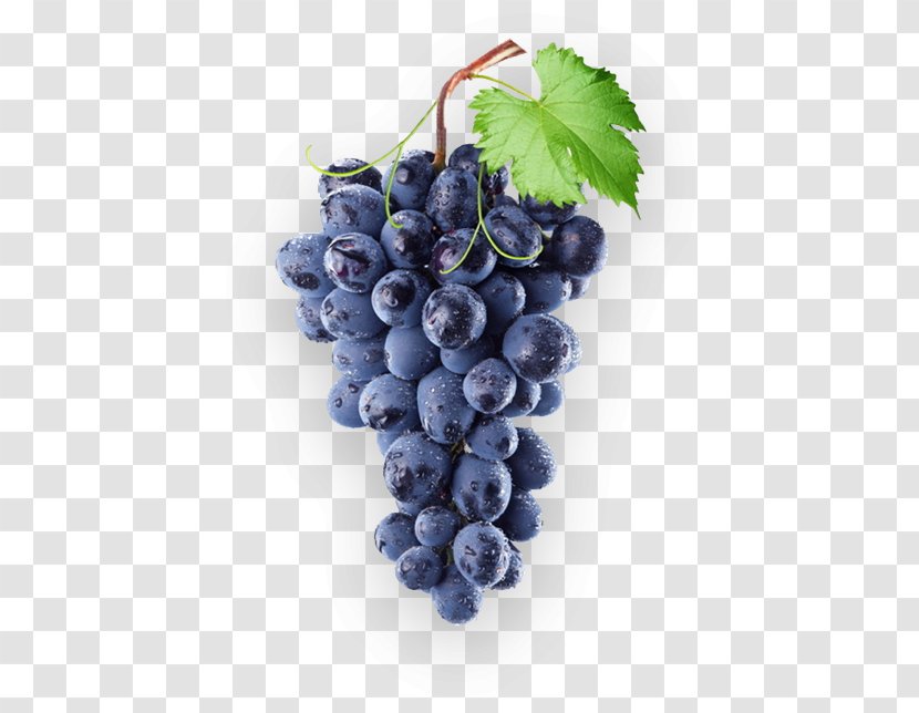 Common Grape Vine Concord Wine Isabella Transparent PNG