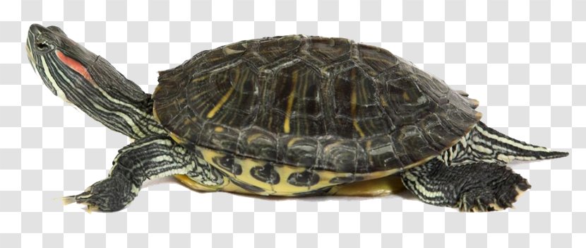 Sea Turtle Reptile Common Snapping - Animal Figure - Tortuga Transparent PNG