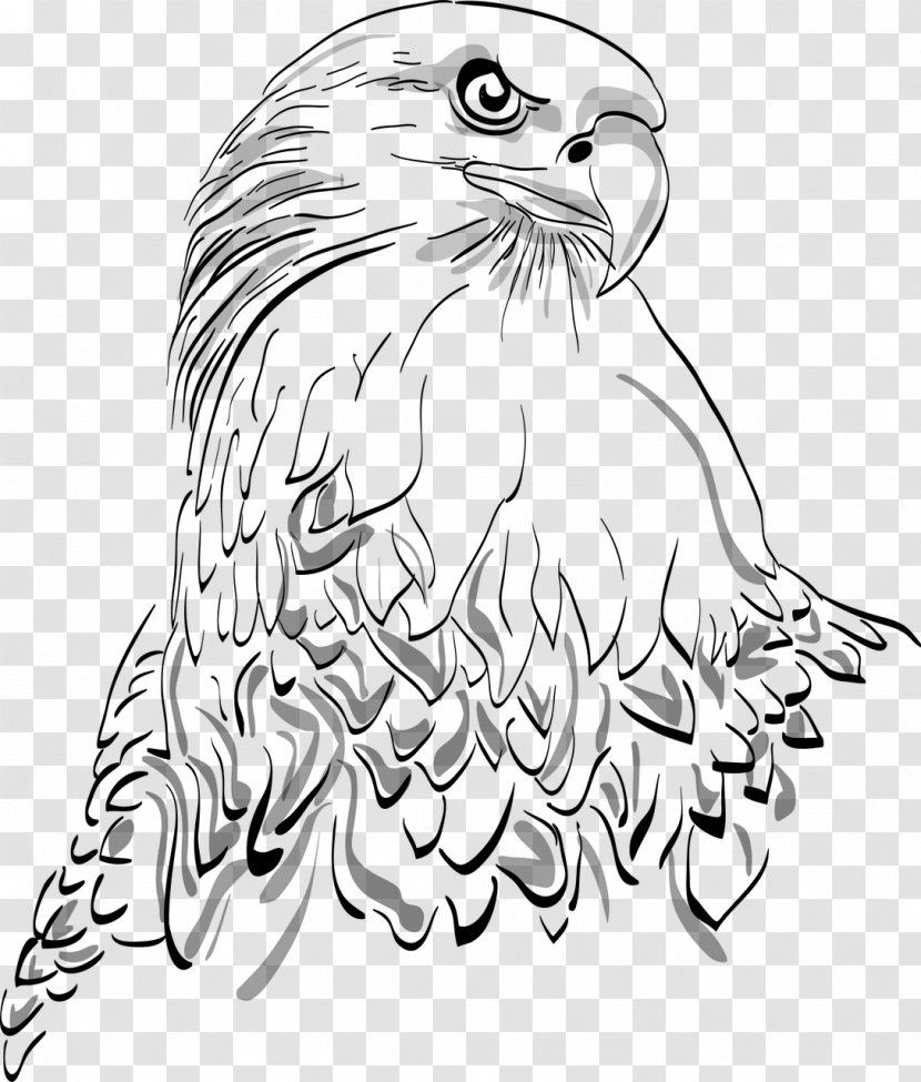 Bald Eagle White-tailed Bird Drawing - Of Prey Transparent PNG