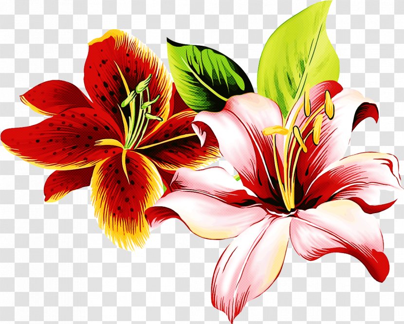 Flower Lily Petal Plant Red - Hawaiian Hibiscus Transparent PNG
