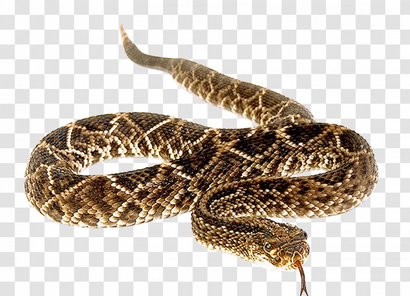 Snakebite Anaconda Vipers Venomous Snake - Boinae Transparent PNG