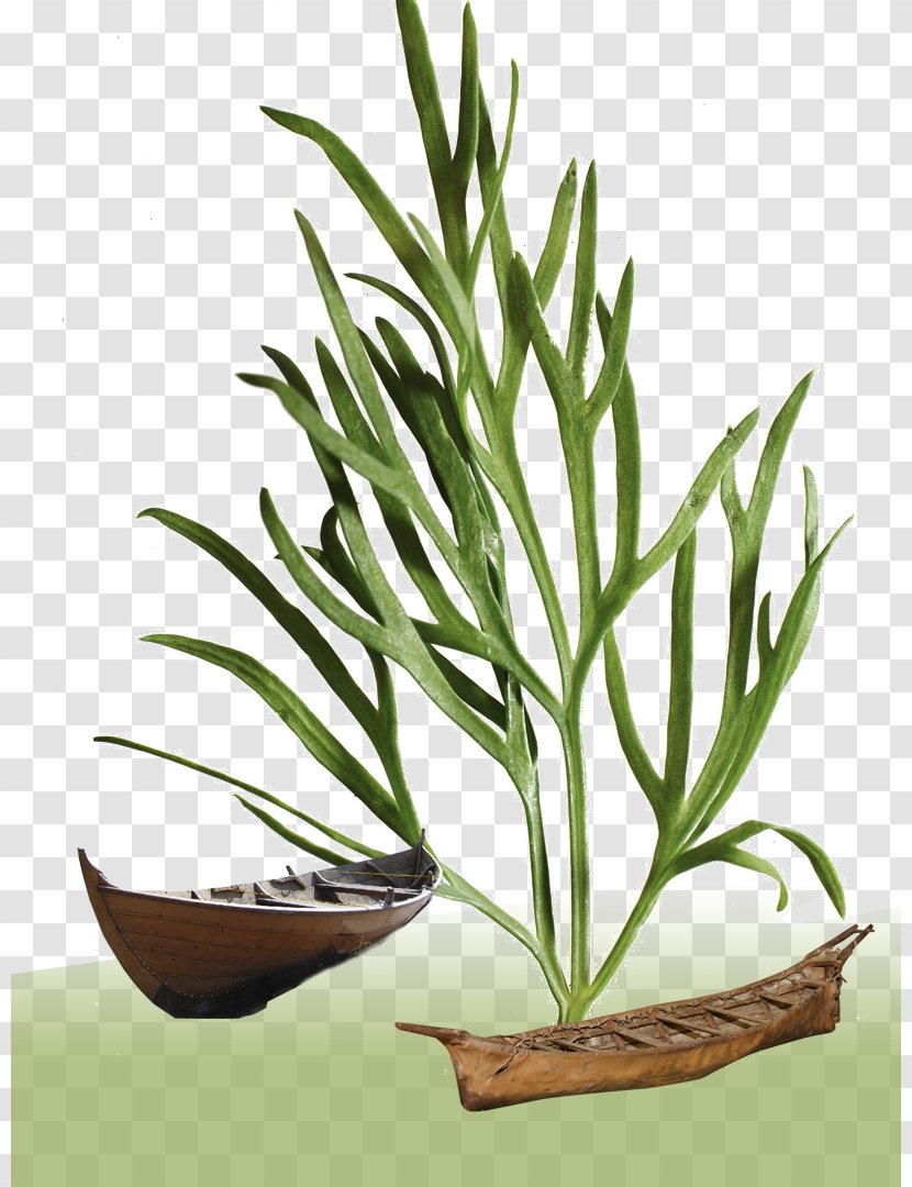 Plant - Stem - Jungle Boats Transparent PNG