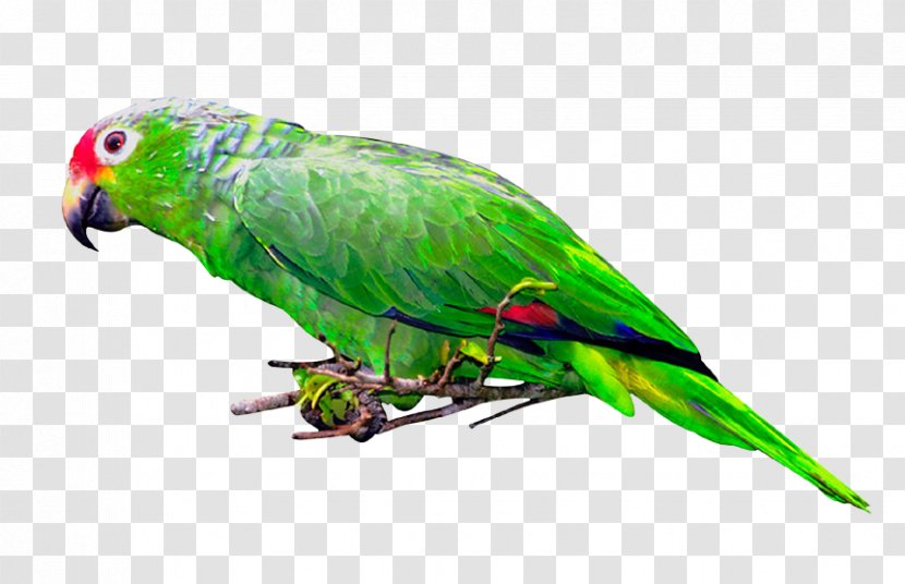 Budgerigar Lovebird Macaw Loriini - Parrot - Bird Transparent PNG