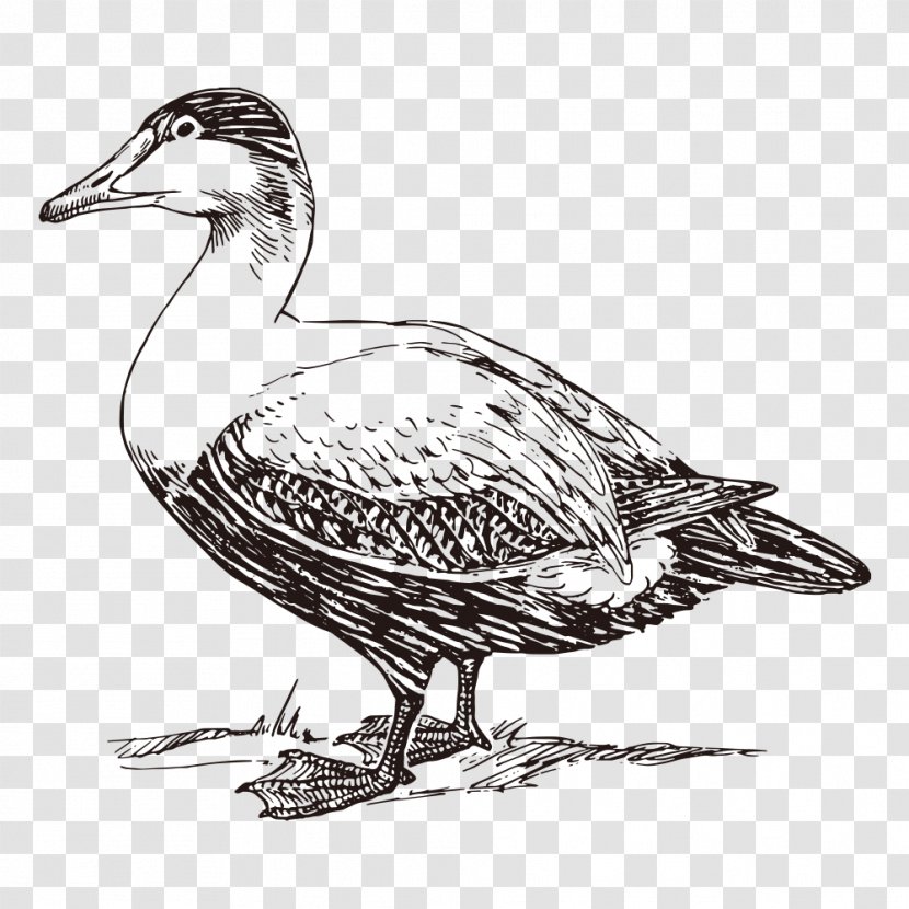 American Pekin Duck Mallard Bird Clip Art Transparent PNG
