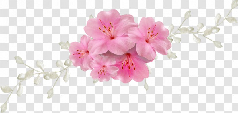 Flower - Cut Flowers - Pink Transparent PNG
