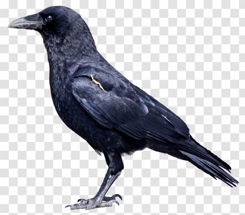 American Crow New Caledonian Hooded Bird Rook - Image Transparent PNG