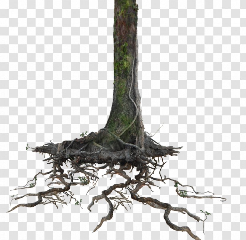 Trunk Clip Art Tree Root - Stump - Nappy Roots Today Transparent PNG