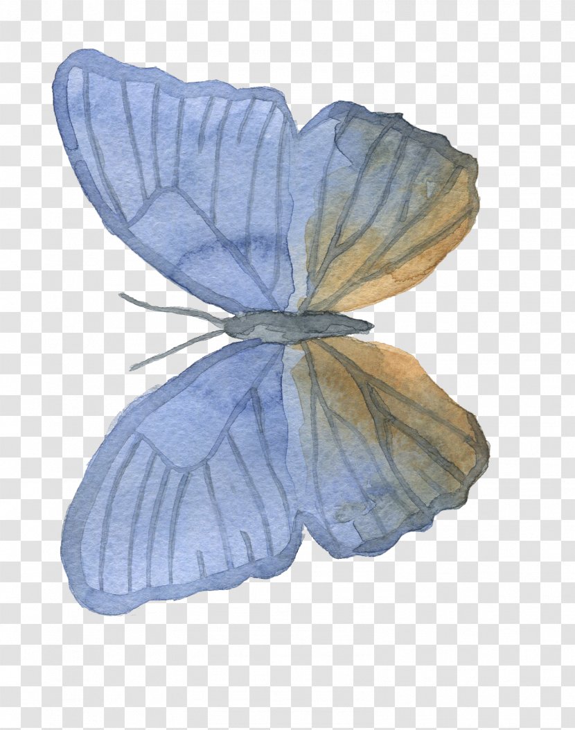 Butterfly Moth Petal - Flower Transparent PNG
