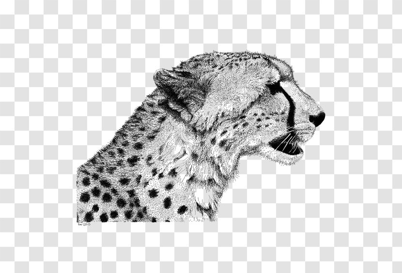 Cheetah Drawing Lion Sketch - Illustration - Leopard Pattern Transparent PNG