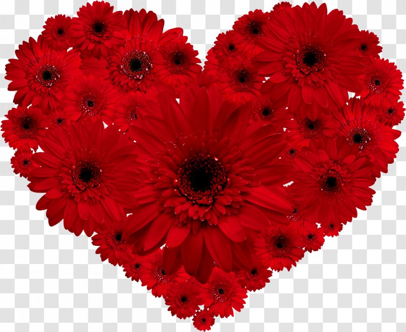 Transvaal Daisy Flower Red Heart Valentine's Day - Cut Flowers - Pomo Vector Transparent PNG
