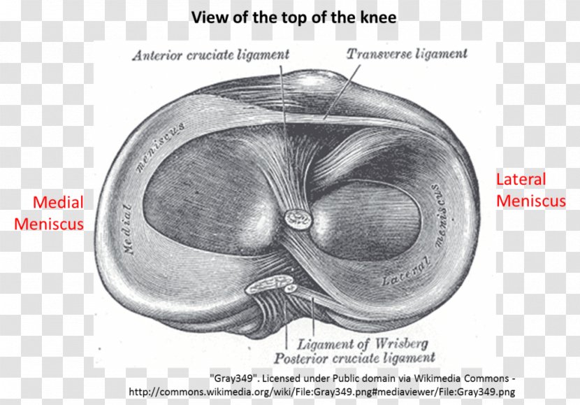 Tear Of Meniscus Anatomy Medial Lateral - Tree - Silhouette Transparent PNG