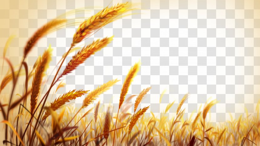 Wheat Wallpaper - Close Up - Beautiful Golden Field Transparent PNG