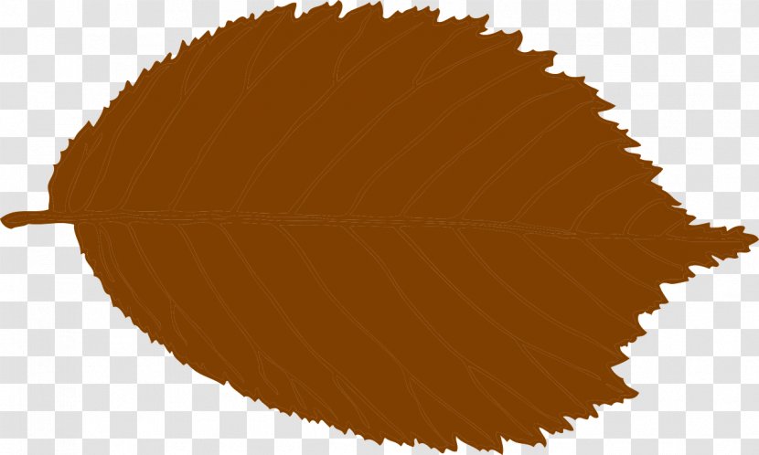 Hazelnut Nuts - Nut - Brown Transparent PNG