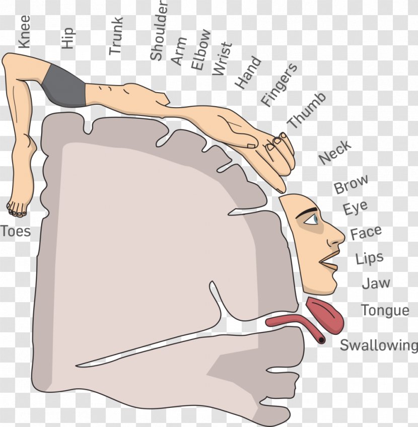 Cortical Homunculus Brain Cerebral Cortex Anatomy - Cartoon Transparent PNG