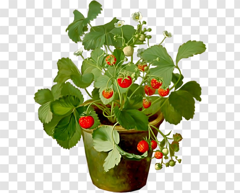 Strawberry Fraisier Amorodo Fruit Drawing - Pot Plant Transparent PNG