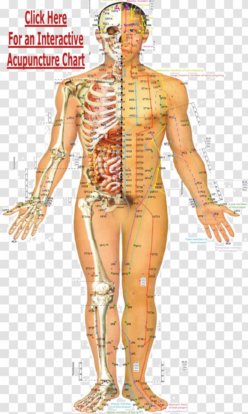 Acupuncture Traditional Chinese Medicine Acupressure Meridian Akupunktiopiste - Cartoon - Acupoints On The Back Of Household Transparent PNG
