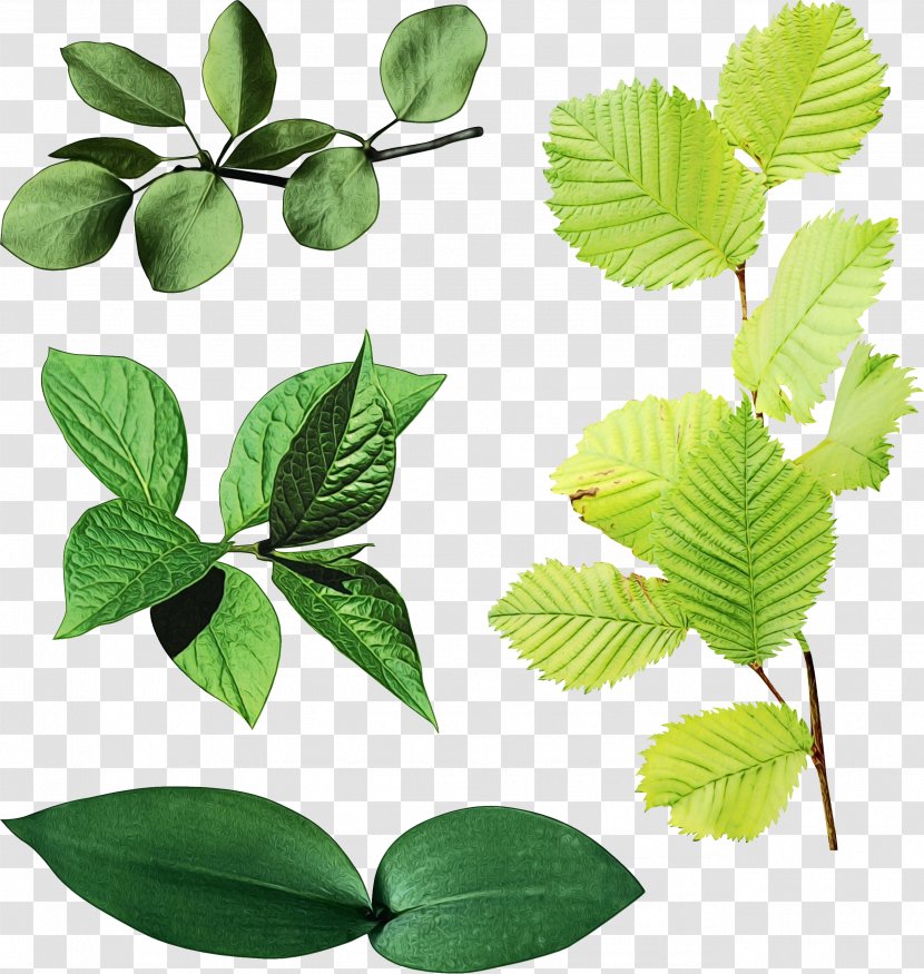 Birch Tree - Beech - Ivy Mock Orange Transparent PNG