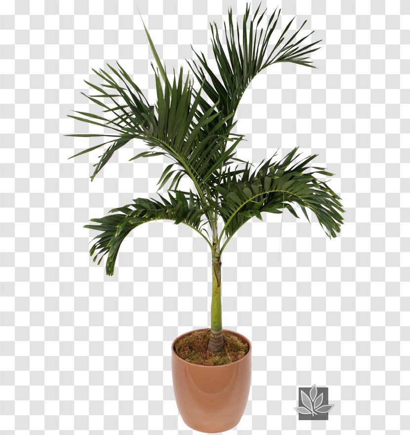 Asian Palmyra Palm Chamaedorea Elegans Houseplant Veitchia Flowerpot - Adonidia Merrillii - Plant Transparent PNG
