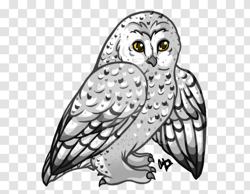Owl Beak Bird Line Art - Character - Snowy Transparent PNG