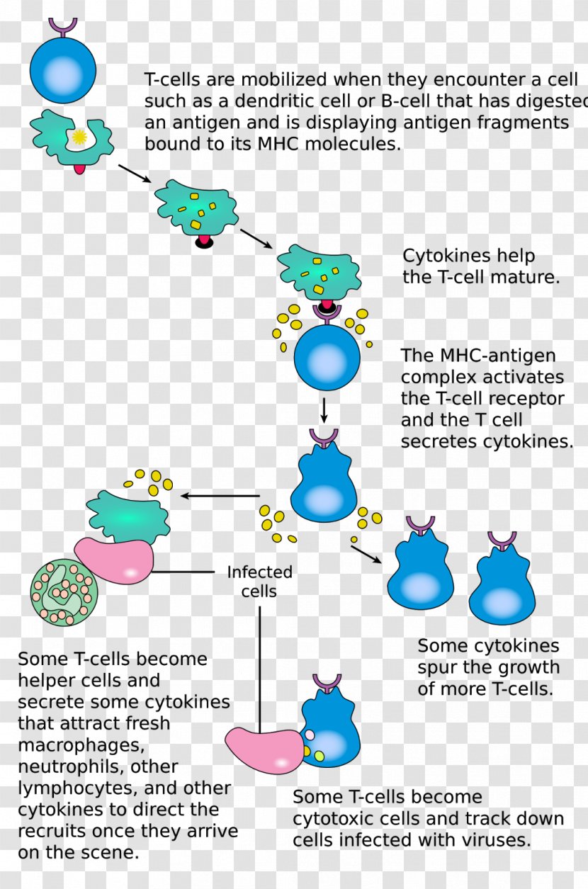 Cytotoxic T Cell Lymphocyte Immune System Cell-mediated Immunity - Gutspecific Homing Transparent PNG
