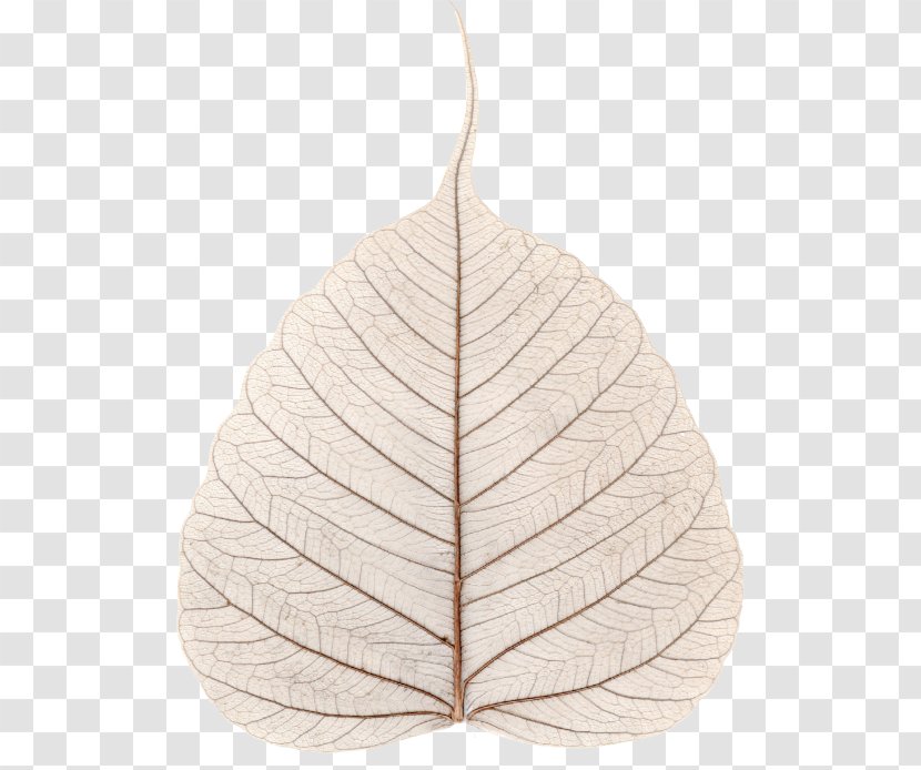 Leaf Pillow - Plant Transparent PNG