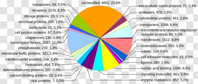 Human Genome Project DNA Sequencing Nucleic Acid Sequence - Area - Dna Structure Transparent PNG