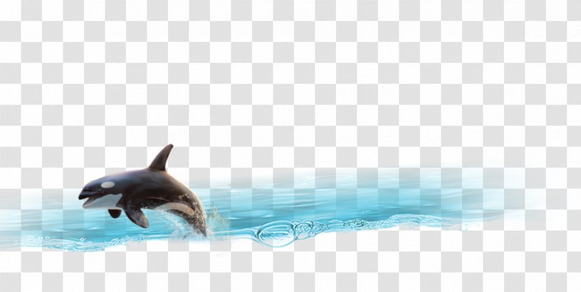 Dolphin Porpoise Cetacea Tail Wallpaper - Whales Dolphins And Porpoises Transparent PNG