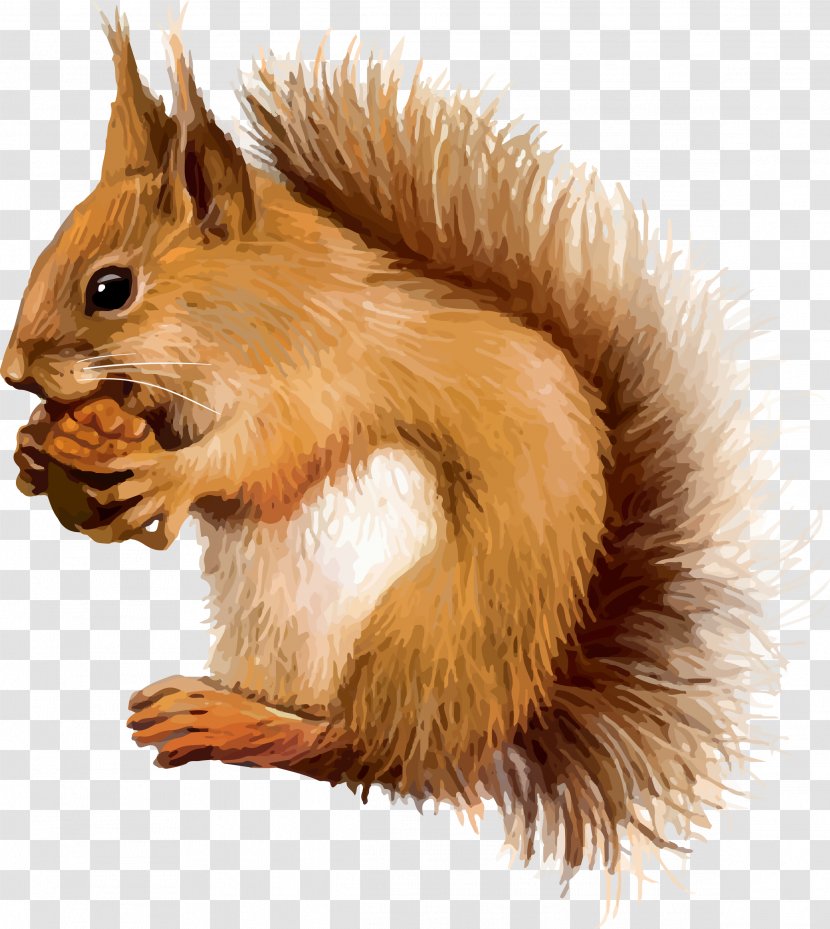 Red Squirrel Clip Art - Tail Transparent PNG