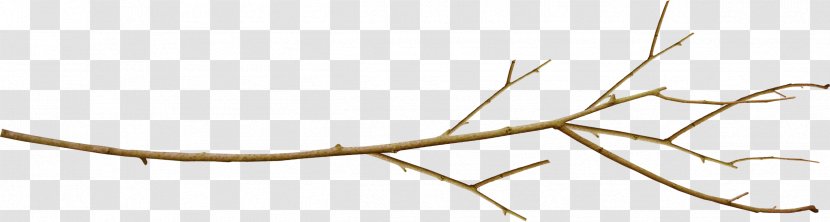 Branch Twig Leaf Tree Plant Stem - Nature - Halberd Transparent PNG